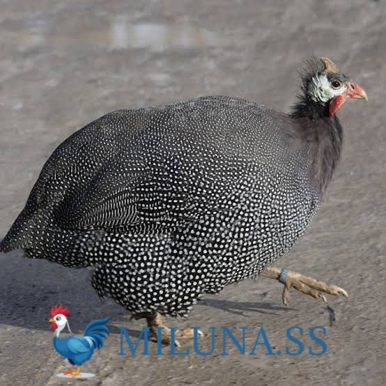 

FERTIL TELUR AYAM mutiara / hias / siap tetas