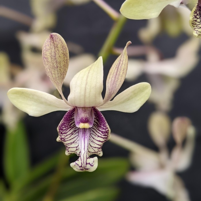 BUMI ORCHIDS Anggrek Dendrobium Edfrans Charming - Seedling Foresta Orchids Bibit Dendro Bulat Kerit