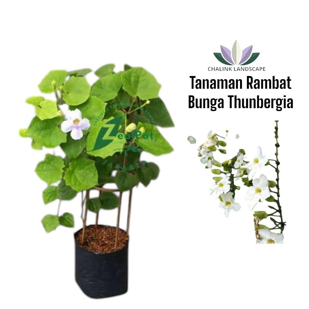 Tanaman Bunga Rambat Thunbergia - Bibit Bunga Tumbergia - Tanaman Hias Rambat Bunga Thumbergia