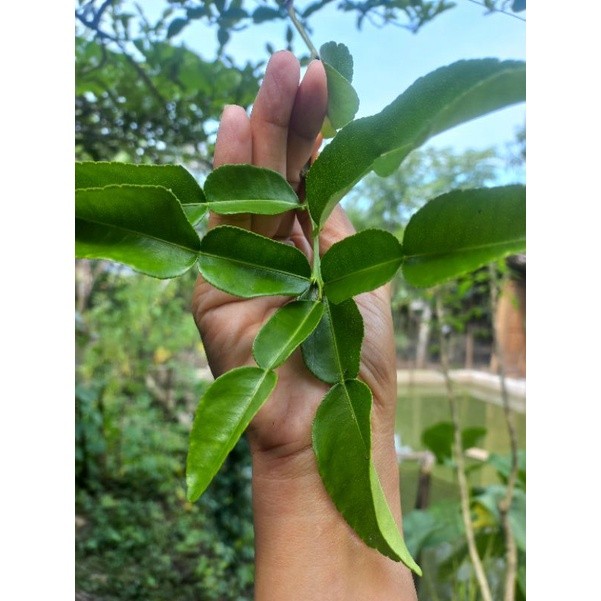 

Daun Jeruk Purut Segar (250gr)