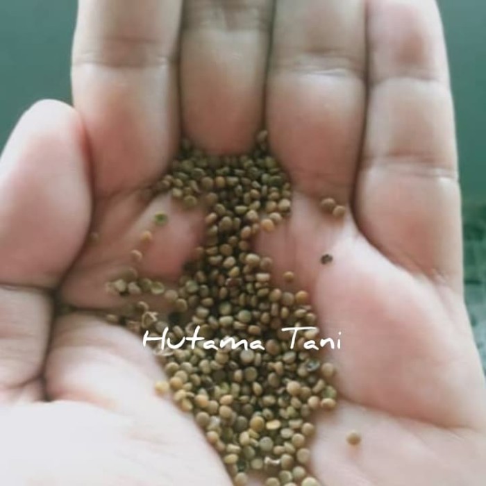 Benih indigofera (indigofera tinctoria) 1000 gr