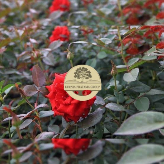 bibit bunga mawar merah