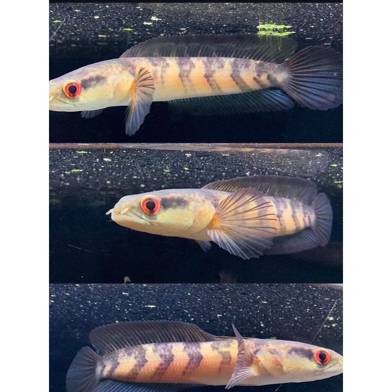 ( COD  ) Maru Red Barito ( Uk 8-10 cm )