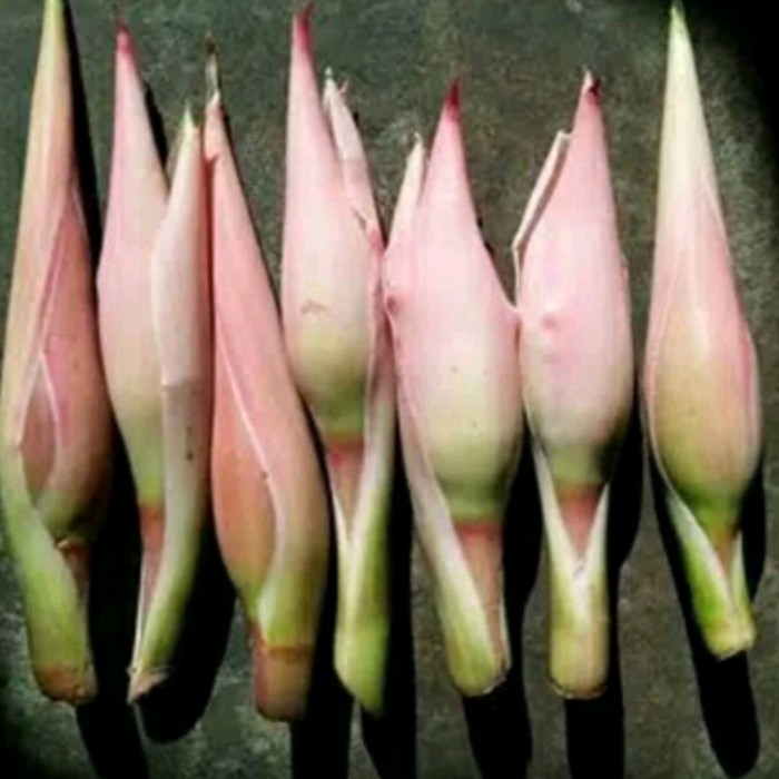 

Bunga kuncup kecombrang segar per satu buah