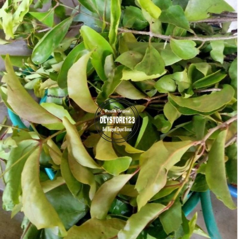 

DAUN BENALU SEGAR 1KG. DAUN BENALU PETIK LANGSUNG SAAT ORDERAN MASUK
