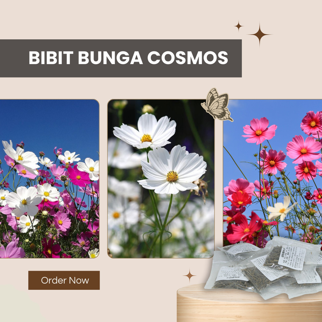 NEW Benih Bibit Biji Bunga Krisan Delmatia/Bunga Aster Per 1gr 100 Biji dan Bunga Cosmos Krisan