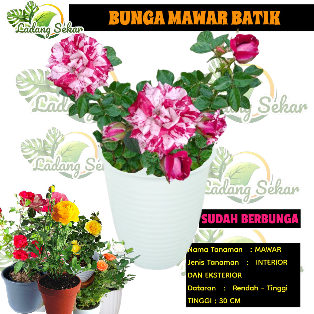 MAWAR HIDUP BATIK tanaman bunga mawar batik hidup tanaman hias bunga mawar batik biru Putih