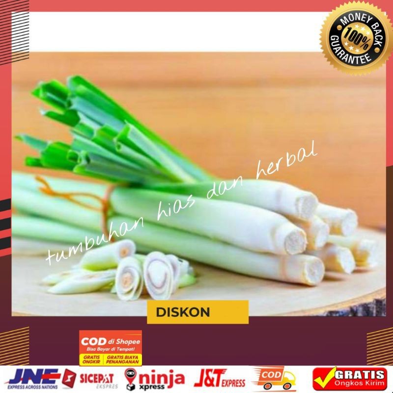 

Sereh serai bisa untuk obat herbal atau bumbu dapur fresh