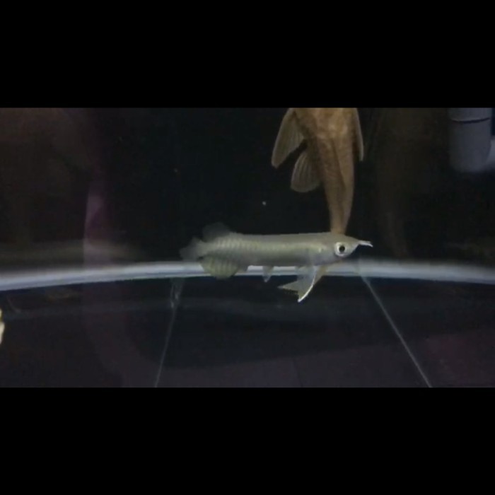 Arowana Green Pino / arwana green pino 12cm ITL ( I Tiaw Lung )