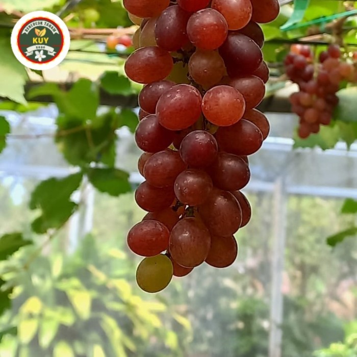 PAKET TIGA BIBIT ANGGUR BIBIT ANGGUR ASLI 3 TANAMAN BIBIT ANGGUR