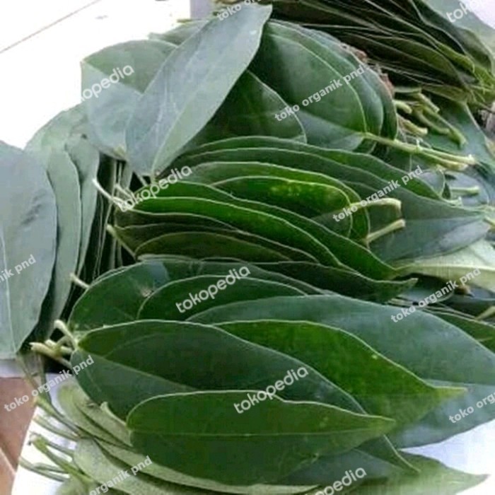 

daun cincau hijau perhelai daun cincau perdu segar