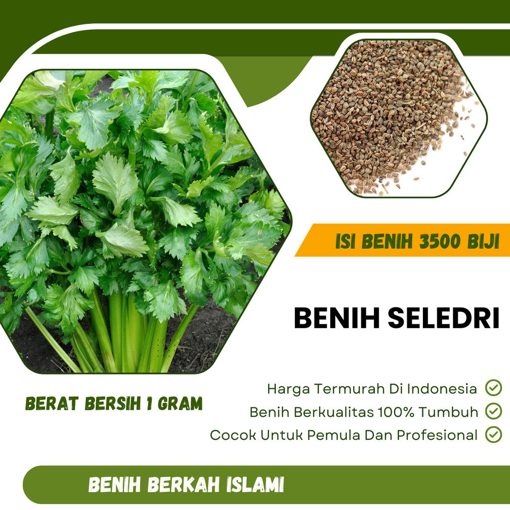 3500 Biji Benih Seledri Sayuran Murah dan Unggul Bibit Tanaman Sayur Buah