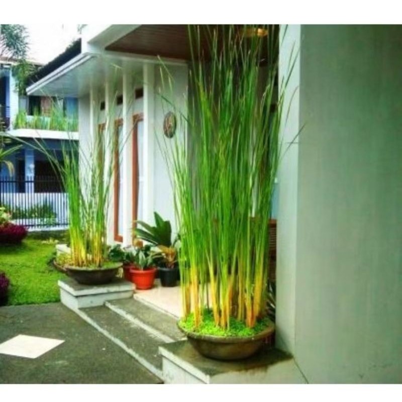 Bibit tanaman hias air cat tail siap tanam untuk dekorasi