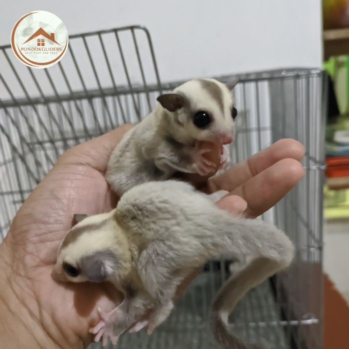 SALE -sugarglider platinum jantan joey
