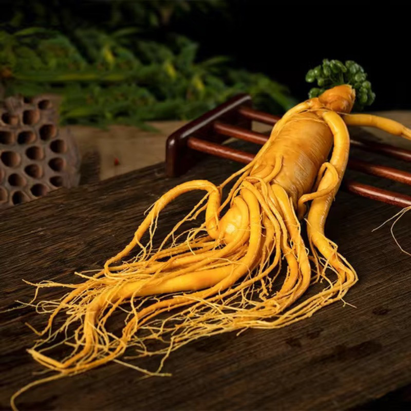 

Ginseng Asli Fresh Pegunungan 100gr