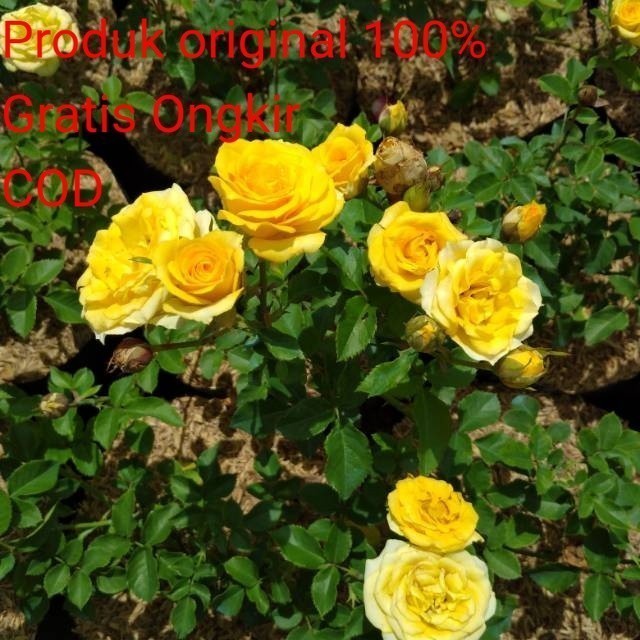 KOKOWA FLORA aglonema Tanaman segar Mawar Kuning Tanaman Hias Mawar Kuning Murah Tersedia Aglonema C