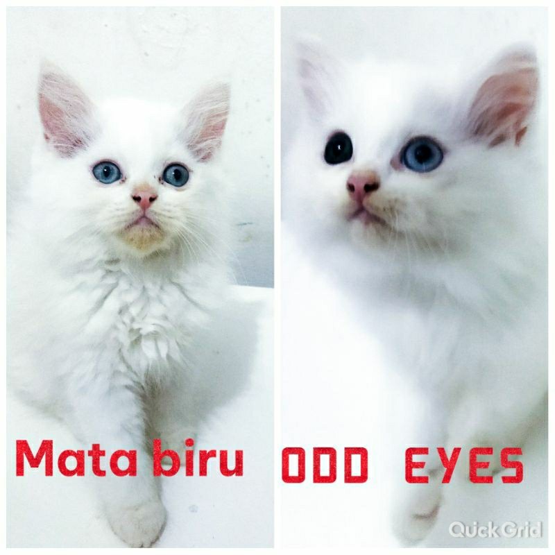 KUCING PERSIA KITTEN PUTIH MATA BIRU DAN ODD EYES SEHAT GEMBUL