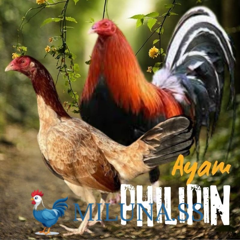 FERTIL TELUR AYAM philipin import AK47 bisa untuk di tetaskan