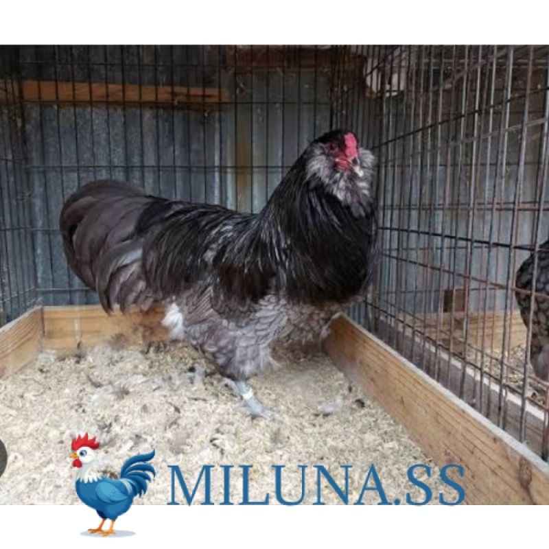 

FERTIL TELUR AYAM HIAS AMERAUCANA UNTUK DI TETASKAN