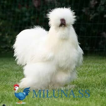

FERTIL TELUR AYAM kapas hias siap ditetaskan