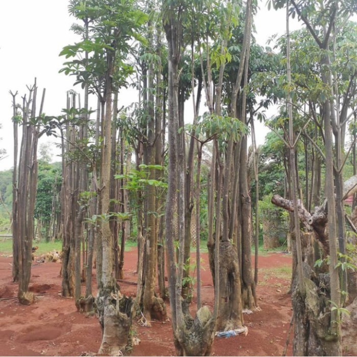 POHON PELINDUNG ,POHON PULE FOSIL,POHON PULE BERBAGAI UKURAN