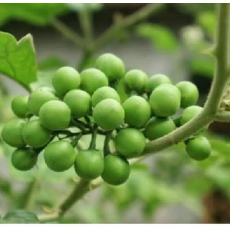 

SAHABATANI Pokak Takokak Terong Pokak 500 Gram