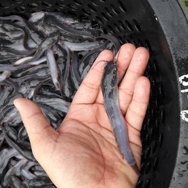 Bibit / benih ikan lele ukuran 9 - 10 cm per 1000 ekor
