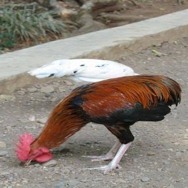 

Fertil Telur ayam tukung / telur ayam hias / telur fertil siap ditetaskan