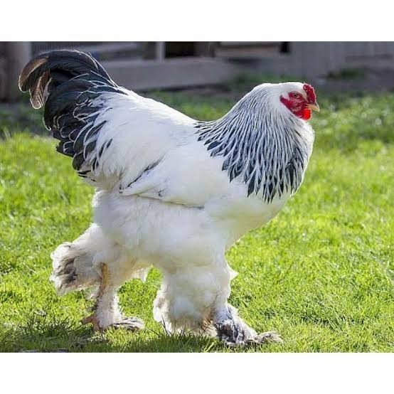 

Fertil Telur ayam hias brahma fertil asli siap ditetaskan