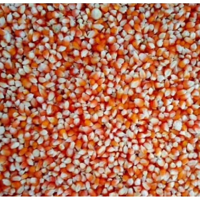 Jagung Kristal Probolinggo 1Kg