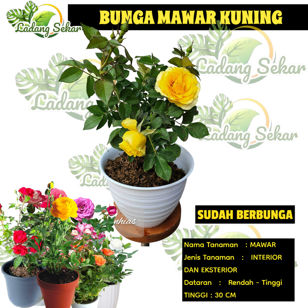 MAWAR KUNING HOLLAND HIDUP Tanaman Hias Bunga Mawar Holland Kuning