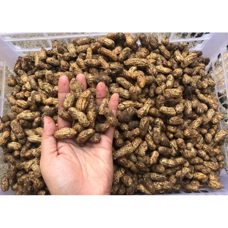 

Kacang Tanah Kulitan