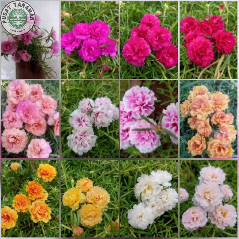 SETIAP WARNA KROKOT TUMPUK LOKAl SUDAH BERAKAR