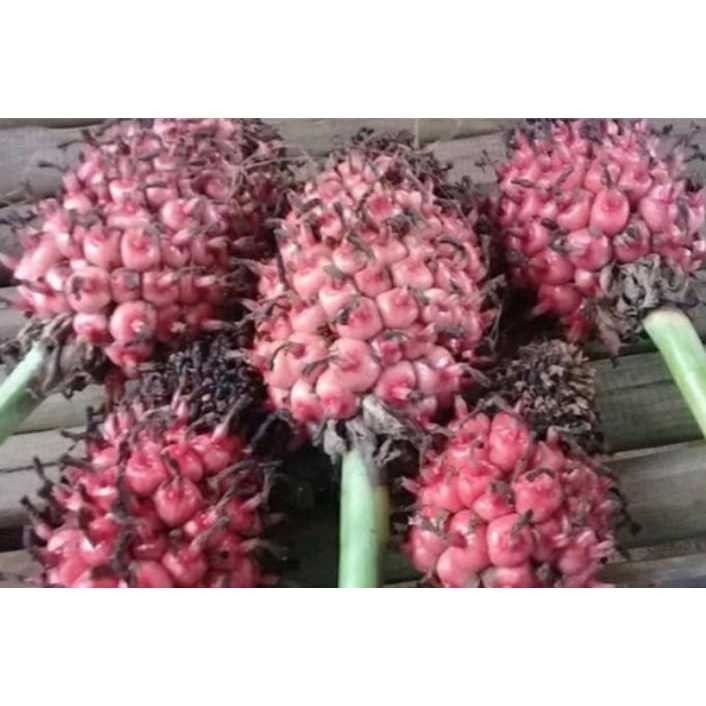 

Honje Laka Merah Per 1 Kg