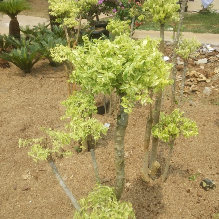 pohon bonsai anting putri hias