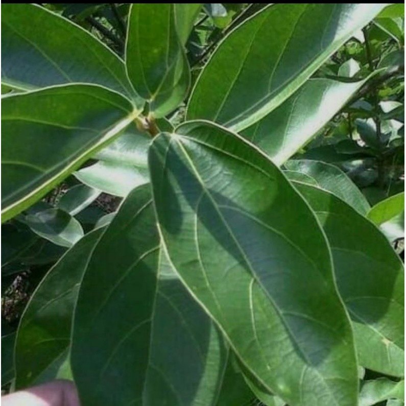 

daun cincau hijau fresh100LBR dipetik ketika ada order