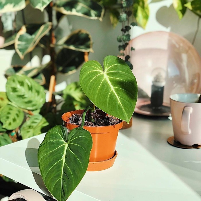 tanaman hias philodendron gloriosum-philodendron bibit gloriosum