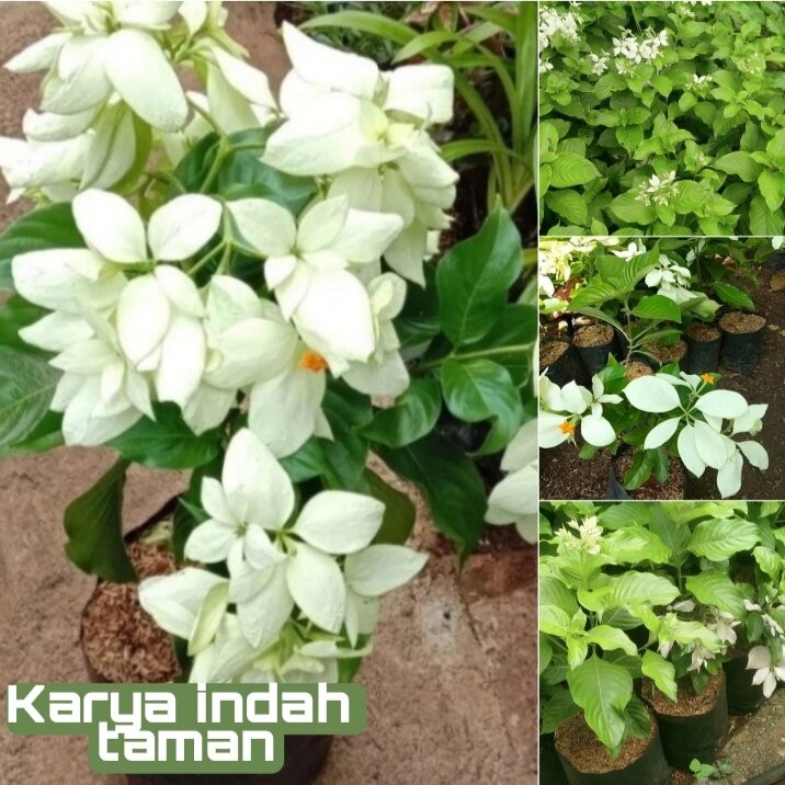 Tanaman hias nusa indah bunga putih - Tanaman hias bunga nusa indah putih - Bibit tanaman nusa indah