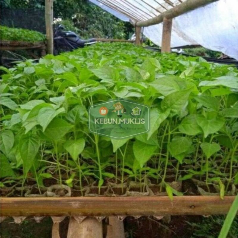 Bibit Cabe Rawit Siap Tanam