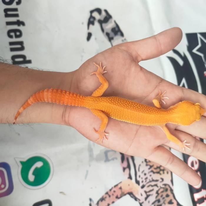 SALE -Leopard Gecko Sunglow Warna Ciamik, Acak sesuai umur - 2minggu-1bl