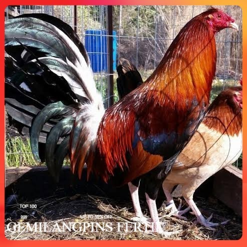 FERTIL Telur ayam hias pilipin fertil untuk ditetaskan Langsung