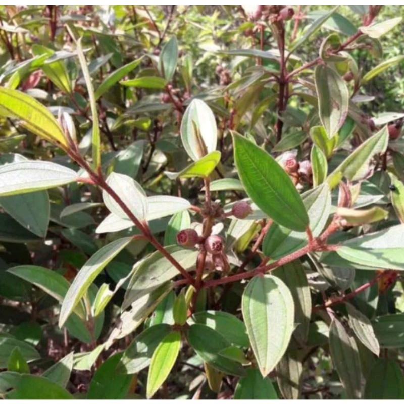 

jual daun harendong/200g