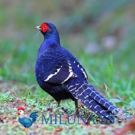 

FERTIL TELUR AYAM hias ringneck mikado pheasant siap ditetaskan Langsung