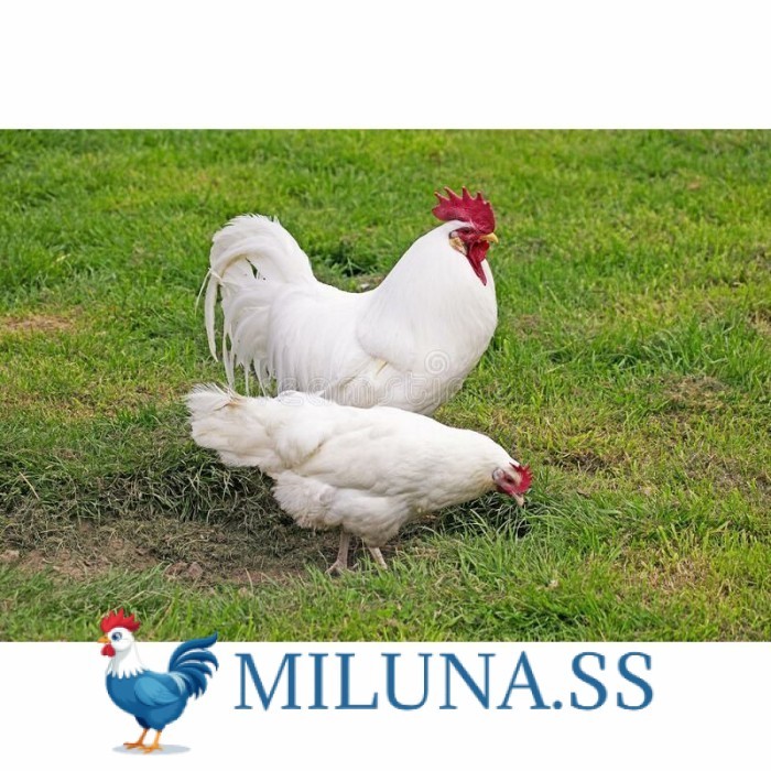 

FERTIL TELUR AYAM hias leghorn white asli siap ditetaskan - -leghorn