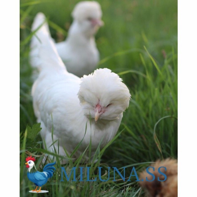 

FERTIL TELUR AYAM hias sultan untuk ditetaskan Langsung