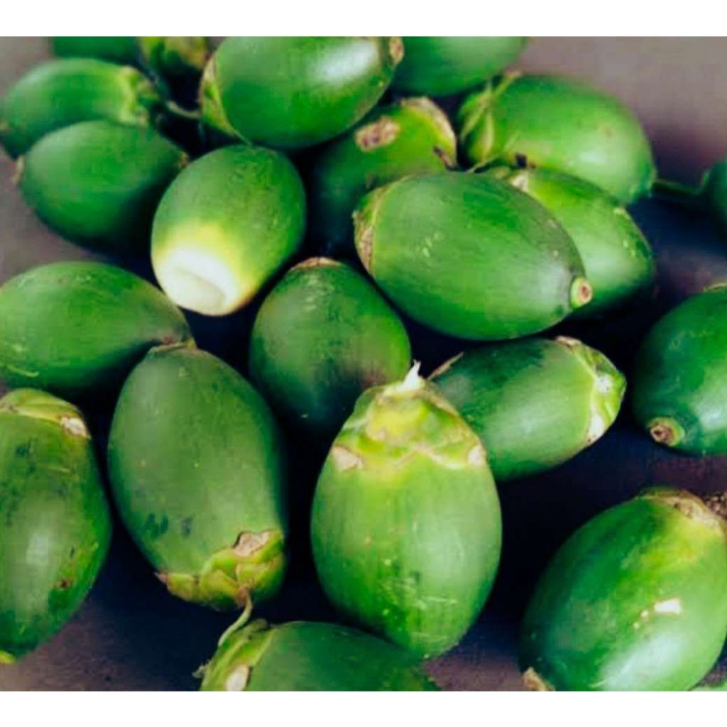 

Buah Pinang Muda Segar 1 Kg Jambe Nom Anti Loyo