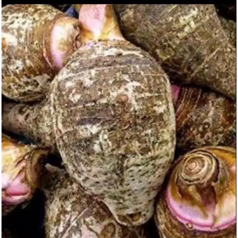 

Umbi talas ungu /talas kimpul pilihan berkualitas 1kg ready gys