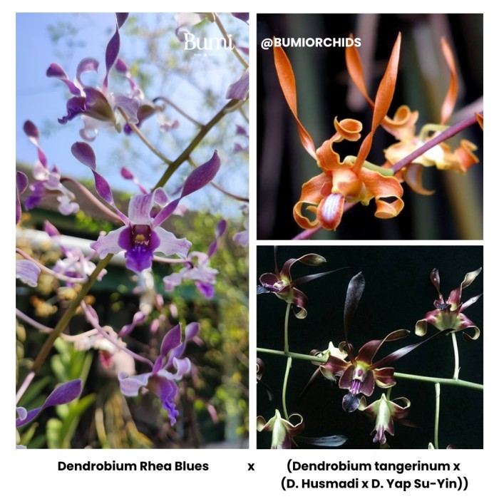 BUMI ORCHIDS Anggrek Dendrobium Rhea Blues x ( D. tangerinum x (D. Husmadi x D. Yap Su-Yin)) - Seedl