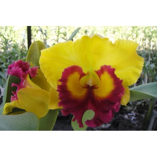 Cattleya BLC Thong Suphan