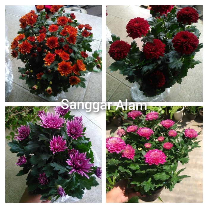 Tanaman Hias Krisan/Tanaman Hias Aster/Paket 4 Tanaman Hias